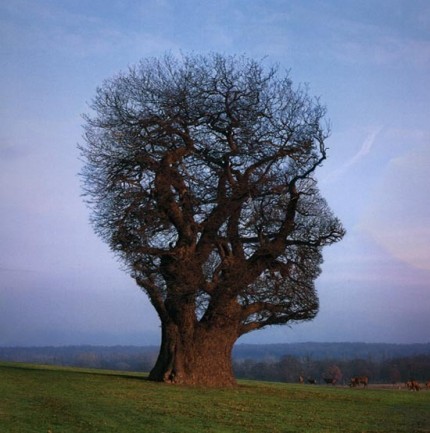 Tree_of_half_life-η-ελευθερία