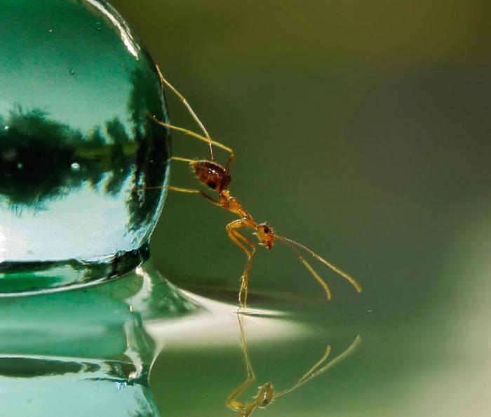 sei-tenace-come-una-formica