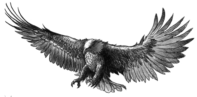 aquila