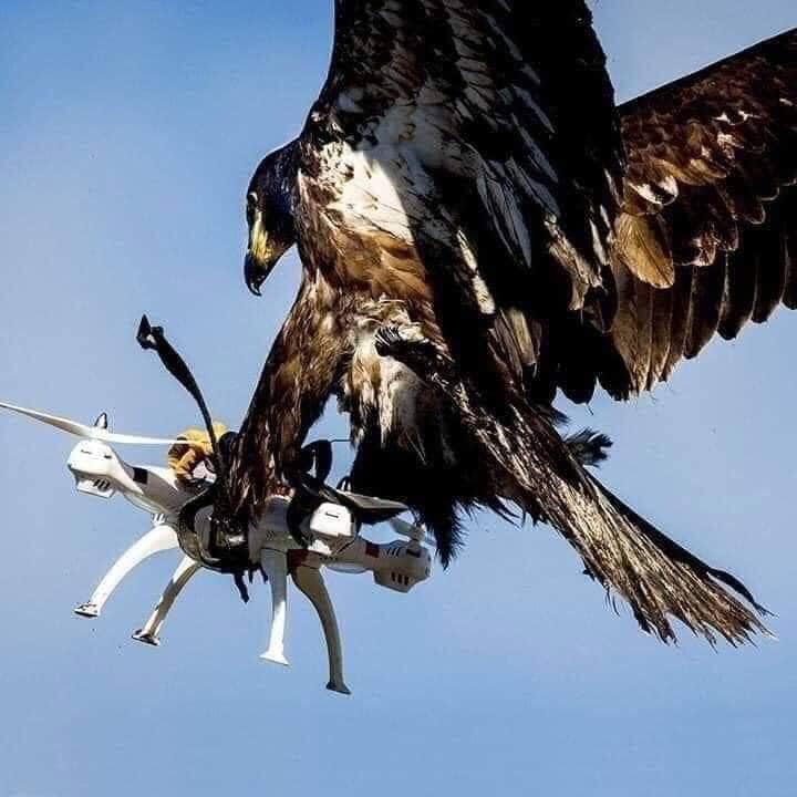 aquilaedrone