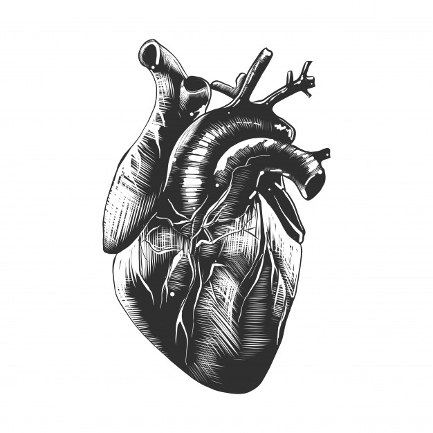 hand-drawn-sketch-anatomical-heart_93150-506
