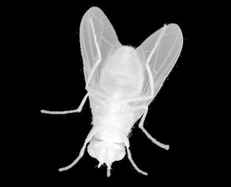 mosca bianca
