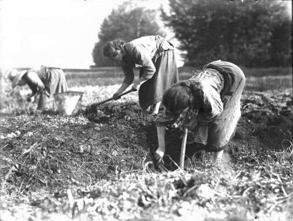 Contadine-al-lavoro-nei-campi-due