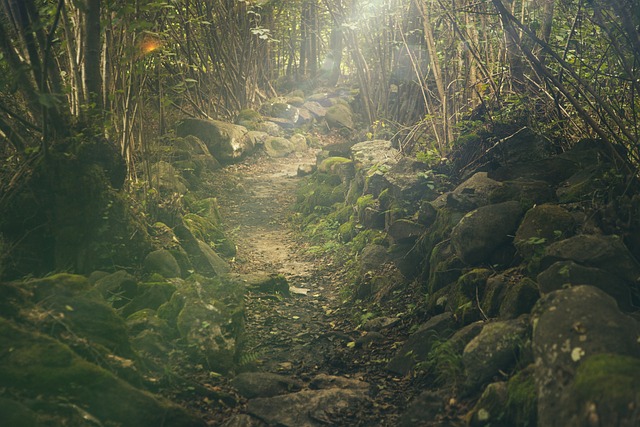 forest-438432_640